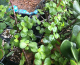Portulacaria afra 4”  False Jade Plant