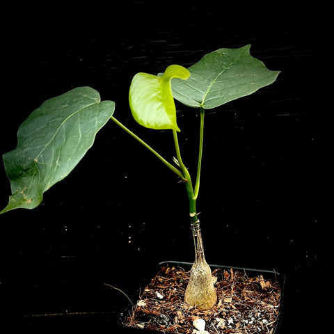 Pseudobombax ellipticum 5”   Seed Grown Shaving Brush Tree Bonsai