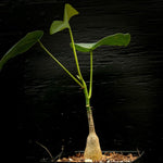 Pseudobombax ellipticum 5”   Seed Grown Shaving Brush Tree Bonsai