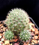 Rebutia deminuta 3" (syn vulpina) Dwarf Cactus Pink Flowers