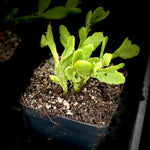 Rhipsalis agudoensis Succulent Epiphyte Cactus