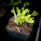 Rhipsalis agudoensis Succulent Epiphyte Cactus