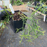 Rhipsalis baccifera ssp baccifera 3” and 5” pots Jungle Cactus - Paradise Found Nursery