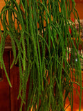 Rhipsalis baccifera ssp baccifera 3" pots Jungle Cactus