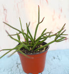Rhipsalis baccifera ssp mauritiana 'Ferrari'