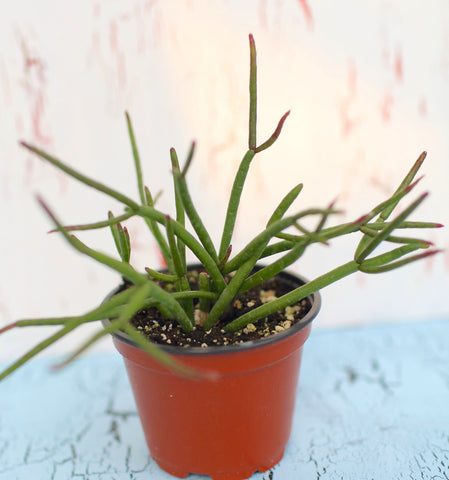 Rhipsalis baccifera ssp mauritiana 'Ferrari'