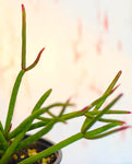 Rhipsalis baccifera ssp mauritiana 'Ferrari'