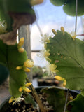 Rhipsalis crispata 3" Epiphytic jungle Cactus