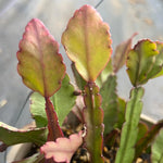 Rhipsalis elliptica Jungle Cactus 