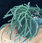 Rhipsalis pilocarpa 4" pots Jungle Cactus - Paradise Found Nursery