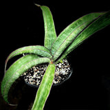 Sansevieria hybrid ‘Hawaiian Star’ hallii x kirkii pulchra  (Dracaena)