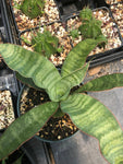 Sansevieria aethiopica Small Form Dwarf Snake Plant