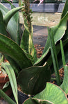 Sansevieria alwitrii BG 92-293 New Species - Paradise Found Nursery