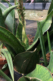 Sansevieria alwitrii BG 92-293 New Species - Paradise Found Nursery