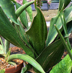 Sansevieria alwitrii BG 92-293 New Species - Paradise Found Nursery