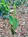 Sansevieria alwitrii BG 92-293 Flower New Species - Paradise Found Nursery