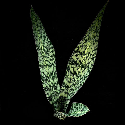 Sansevieria aubrytiana cv Sky Blue Shark Fin Sansevieria Snake Plant - Paradise Found Nursery