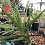 Sansevieria bagamoyensis 1 gallon