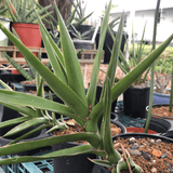 Sansevieria bagamoyensis 1 gallon