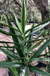 Sansevieria bagamoyensis 1 gallon