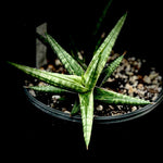 Sansevieria ballyi cv 'Star' 5" pots Dwarf Cultivar (Dracaena)