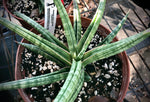 Sansevieria ballyi 'Star' 5"