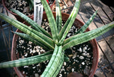 Sansevieria ballyi 'Star' 5"