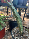 Sansevieria bhitalae ES 20849 'Dragon Blue'