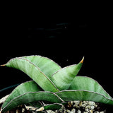 Sansevieria Blue Kew (powsyii) Large Dracaena