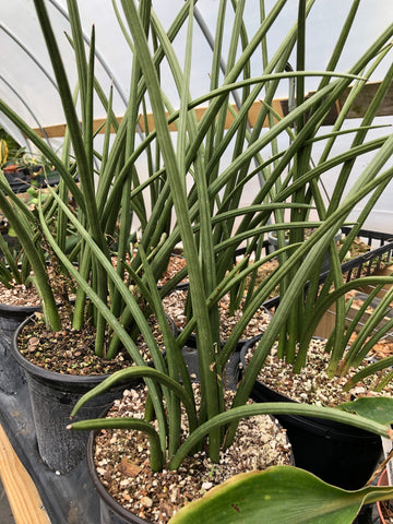 Sansevieria canaliculata 6" pot size