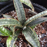 Sansevieria Crocodile Rock 5” pots