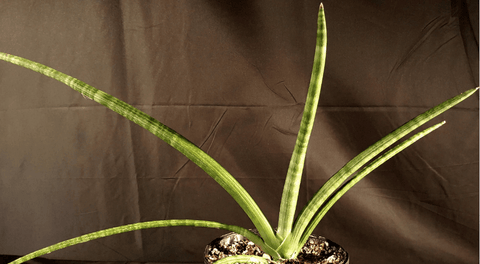 Sansevieria cylindrica Easy Snake Plant