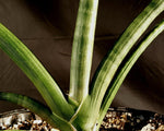 Sansevieria cylindrica  Easy Snake Plant
