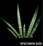 Sansevieria cylindrica Boncel 4”  (Dracaena)