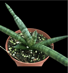 Sansevieria cylindrica Boncel 4”  (Dracaena)