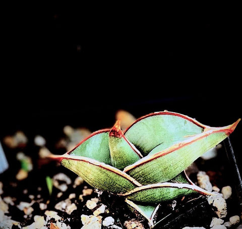 Sansevieria ehrenbergii Blue Banana 4" pots