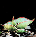 Sansevieria ehrenbergii Blue Banana