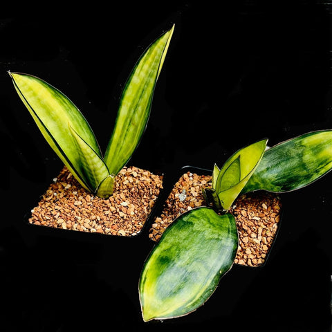 Sansevieria fasciata cv Aurea Variegated Dracaena - Paradise Found Nursery