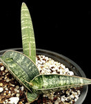 Sansevieria fischeri - Dracaena singularis - Easy Snake Plant Species