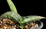 Sansevieria fischeri   - Dracaena singularis - Easy Snake Plant Species