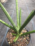 Sansevieria francisii Giant Clone 1 gallon