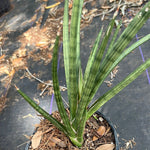 Sansevieria francisii Giant Clone 1 gallon
