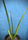 Sansevieria Golden Silk variegated Dracaena - Paradise Found Nursery