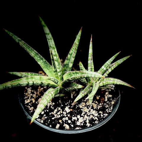 Sansevieria gracilis 6"/1 gallon (Dracaena)