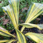 Sansevieria concinna Lake Sibaya Orange Petiole Variegated 1 gallon/6"