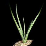 Sansevieria Lady Charm 1 gallon