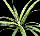 Sansevieria lancet Strap Leaf Dracaena - Paradise Found Nursery