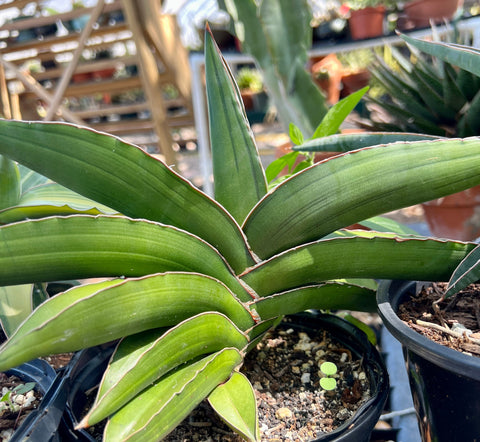 Sansevieria LAV 23154 Warshik - Paradise Found Nursery