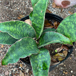 Sansevieria macrophylla 1 gallon
