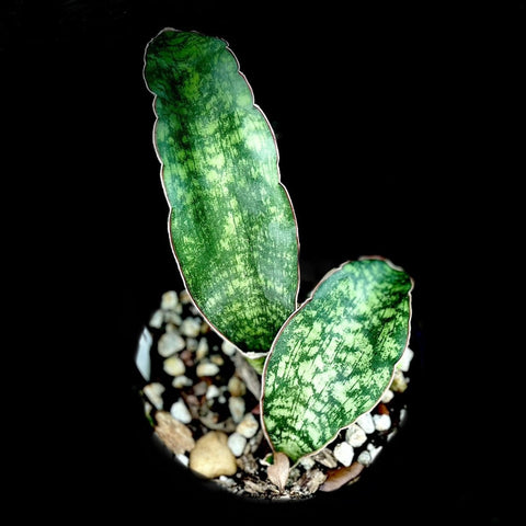 Sansevieria macrophylla 1 gallon (Dracaena)